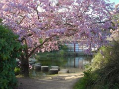 cerisier-en-fleurs.jpg
